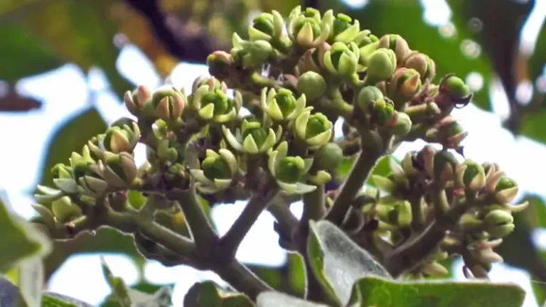 Fruto Evodia Rutaecarpa